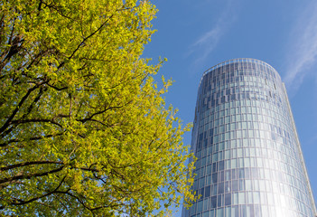 Obraz premium Green tree branches against skyscraper and blue sky