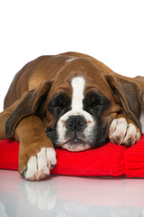 Welpe mit Wärmflasche