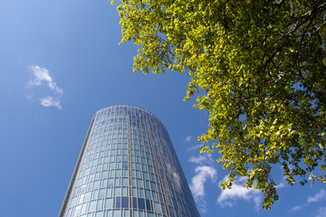 Obraz premium Green tree branches against the skyscraper and blue sky