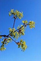 Fototapeta premium Blooming maple tree twig in early spring
