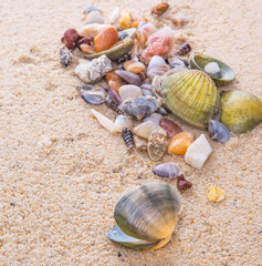 A group of different clams and sea shells on a beach sand