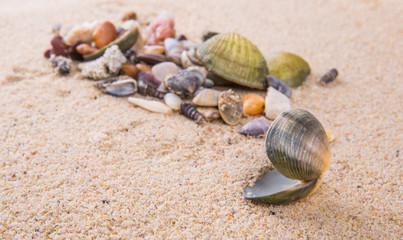 A group of different clams and sea shells on a beach sand