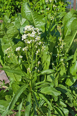 Meerrettich - Armoracia rusticana