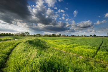 paesaggio veneto campi 2862