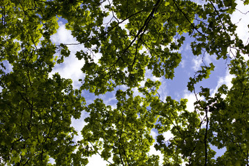 Trees in spring, blue sky in the background