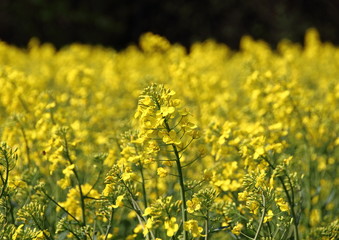 Rape field in daylight at springtime