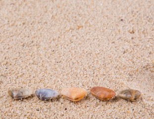 A group of different clams and sea shells on a beach sand