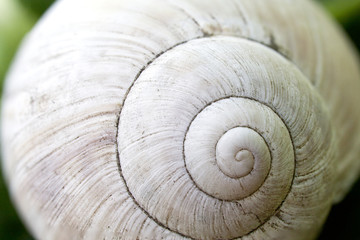 Schneckenhaus, Detail