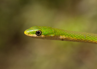 Obraz premium Rough Green Snake Over a Diffused Background
