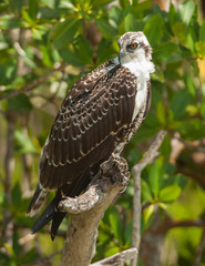 Osprey