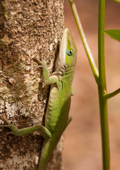 Green Anole