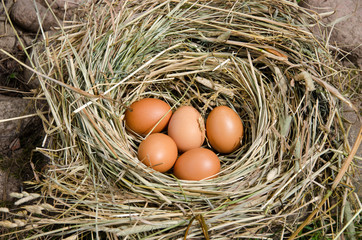 small chicken eggs in nest of hay outdoor