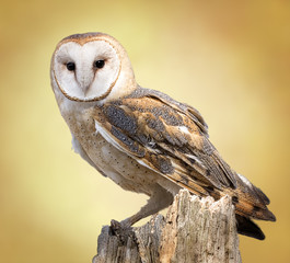 Barn Owl
