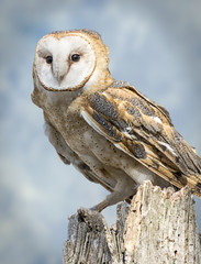 Barn Owl
