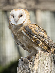 Barn Owl