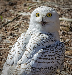 Snowy Owl