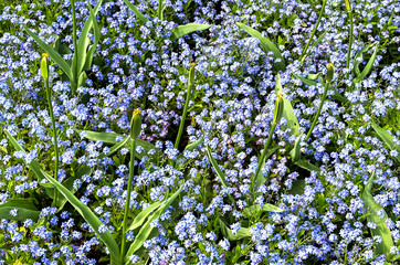 Background of blue flowers