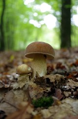 cèpe sur fond de feuillage