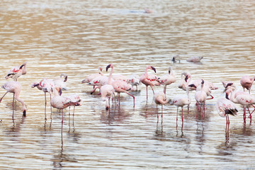 Flamingos at Lake Bogoria, Kenya
