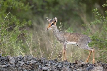 Kirks Dikdik in Bogoria, Kenya