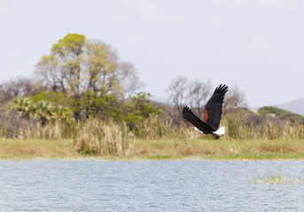 Fish Eagle at Lake Baringo, Kenya
