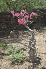 Desert Rose in Kenya.