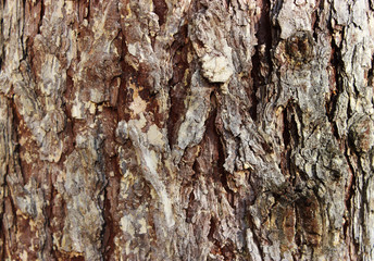 bark