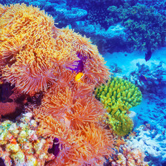 Fototapeta na wymiar Clown fish in coral garden