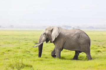 Naklejka na ściany i meble African Elephant in Kenya