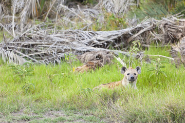 Hiding Hyena in Kenya