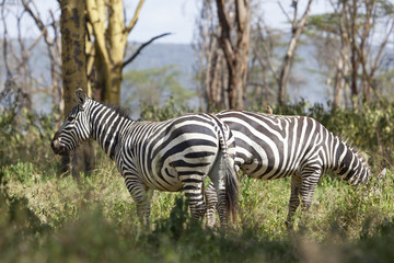Fototapeta na wymiar Zebry w Kenii