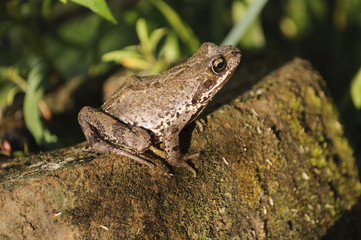 Frog sitting on a log