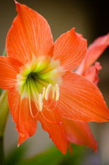 Beautiful pink Hippeastrum flowers in nature