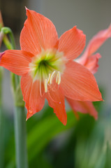 Beautiful pink Hippeastrum flowers in nature