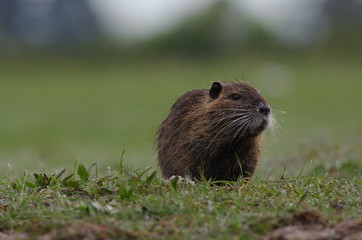 Ragondin sur l'herbe rase