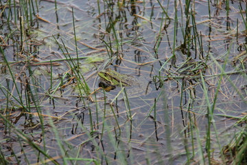 Grenouille