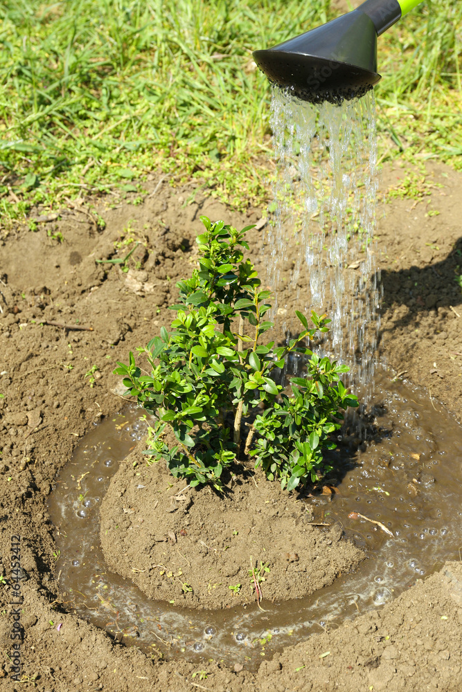 Wall mural Watering young tree in spring