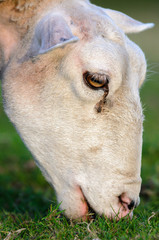 sheep (Ovis aries)
