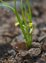 first spring plant with yellow flowers