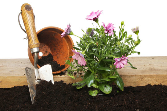 Planting