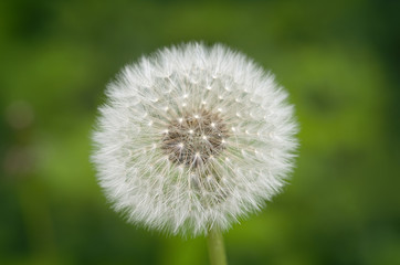Dandelion on a natural green background