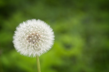Dandelion on a natural green background