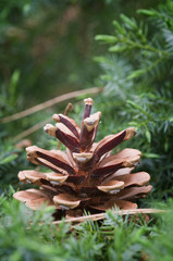 Pine cone on branch background