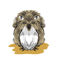 Illustration of hand drawn bird sketch