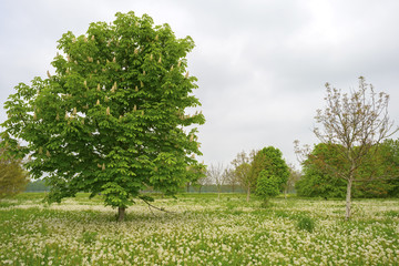 Blossoming chestnut in a meadow