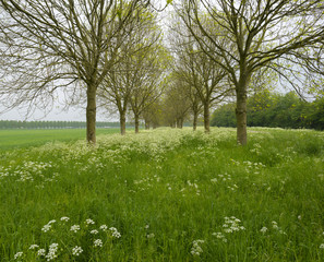 Row of trees amidst wild flowers