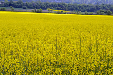 Flowering rapeseed field