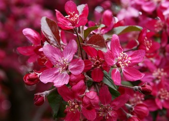 Crabapple tree in blossom