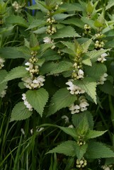 dead nettle herb blossoming