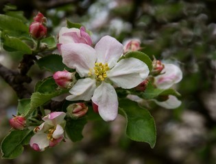 apple tree blossoming